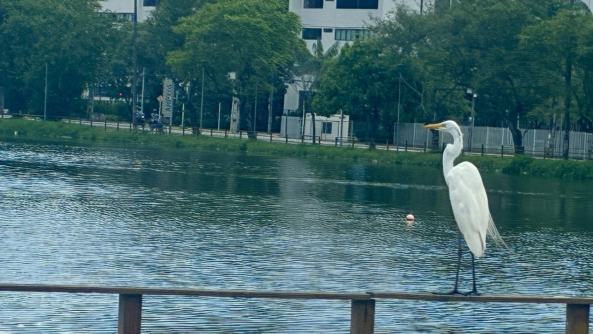 Hilton Jr tweet media