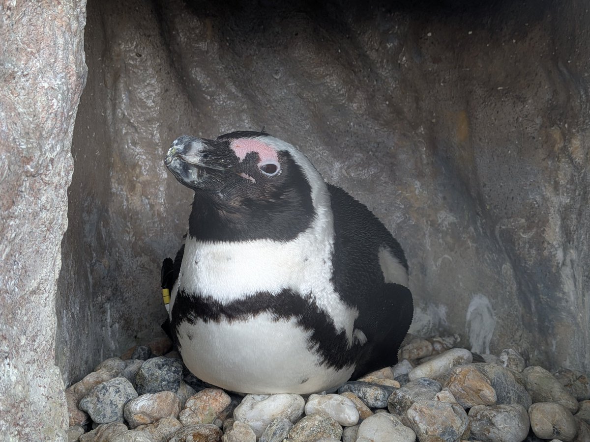 ペンギンたろう (@bRGjgE0srUMSHNN) / Posts / X