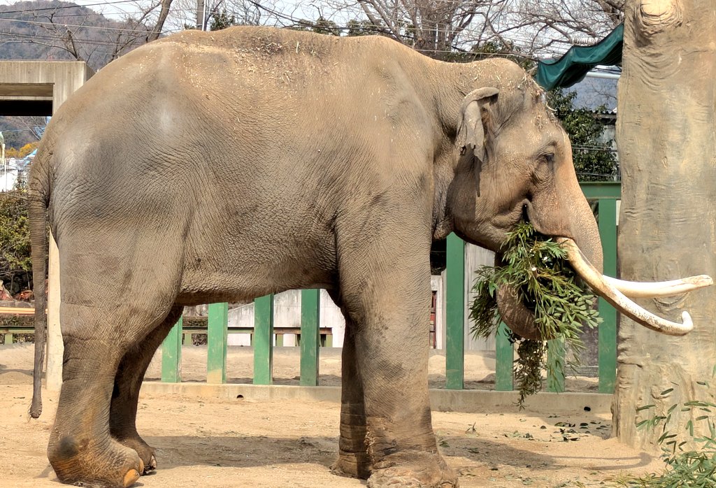 お外で、モリモリランチを食べる #アジアゾウ #マック 殿🐘 飼育員さんと獣医師さんが、足の治療に取り組み、マックファーストで頑張ってます🩺👩 ...