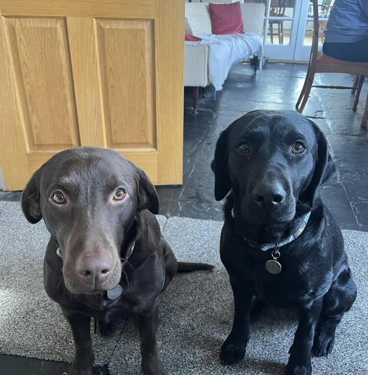 rosiedoc666's tweet image. 2 #Labs missing together 22/2/26 lost Byton, near Wapley Hill Fort / Forest 🌳 #presteigne #powys wales #LD8 
LUNA - black female #labradorretriever 
doglost.co.uk/dog/202200
TEASER - chocolate female #labrador 
doglost.co.uk/dog/202201

@presteigne @PresteigneArts @missingdogwales