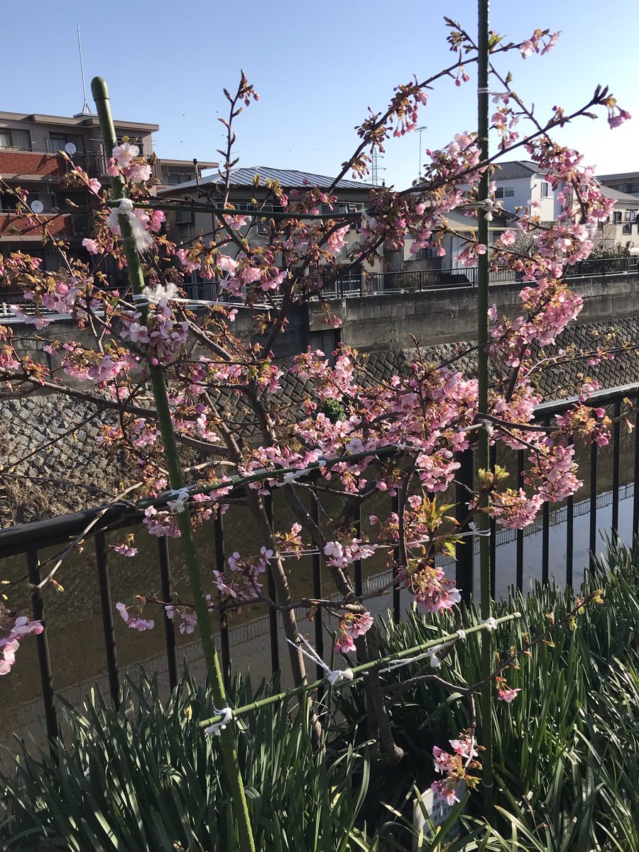 G75top2's tweet photo. 春の訪れは花粉症の始まりでもある。 https://t.co/pYZe0iEAXN