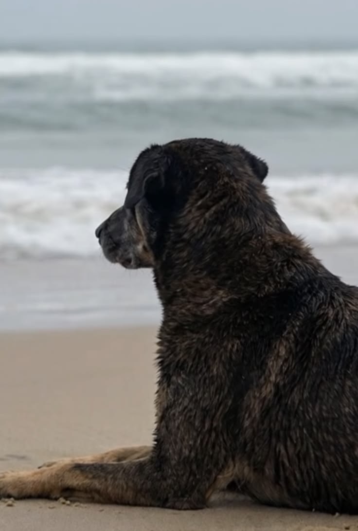 💔🐾🐾
 E por mais que o tempo passe,
nós não vamos parar! Queremos justiça para Orelha, punição exemplar para os culpados e leis mais fortes contra a violência animal. Juntos, provamos que o amor é invencível. #JustiçaParaOrelha #AmorMaiorQueDinheiro #ProtejaOsAnimais