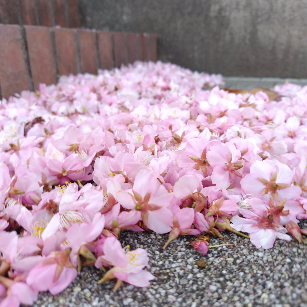 お疲れ様です 今日はツーリングかな🏍️ 本日 東京春の陽気温か