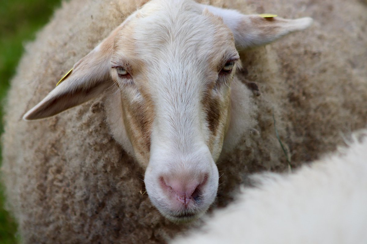 🚨🥛Unión de Uniones ve inasumible cualquier bajada del precio de la leche en 2026. 🥛🚨

Más costes, menos granjas y caída de producción amenazan al sector.

uniondeuniones.org/post/union-de-…