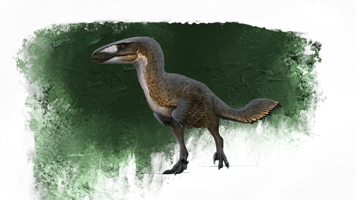 Colorado tweet media