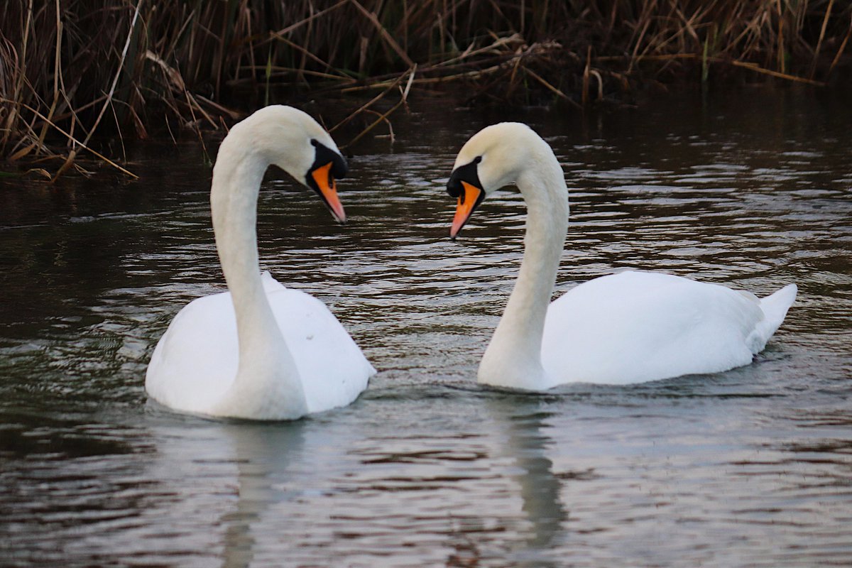 Cogglesford Watermill tweet media