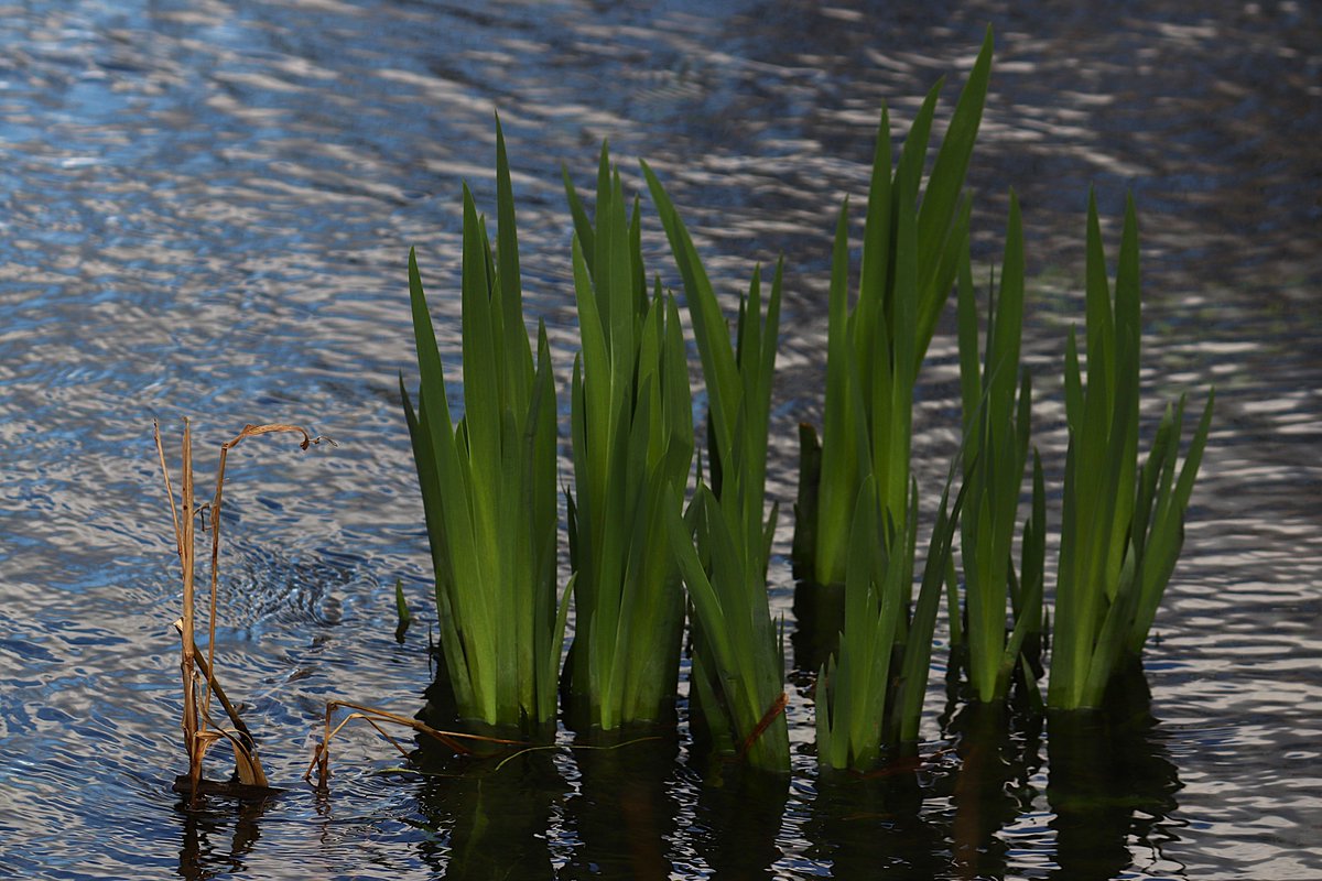 Cogglesford Watermill tweet media