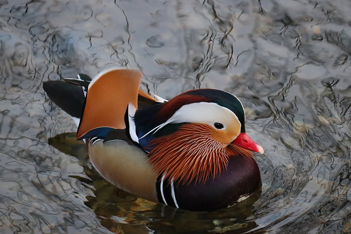 Cogglesford Watermill tweet media