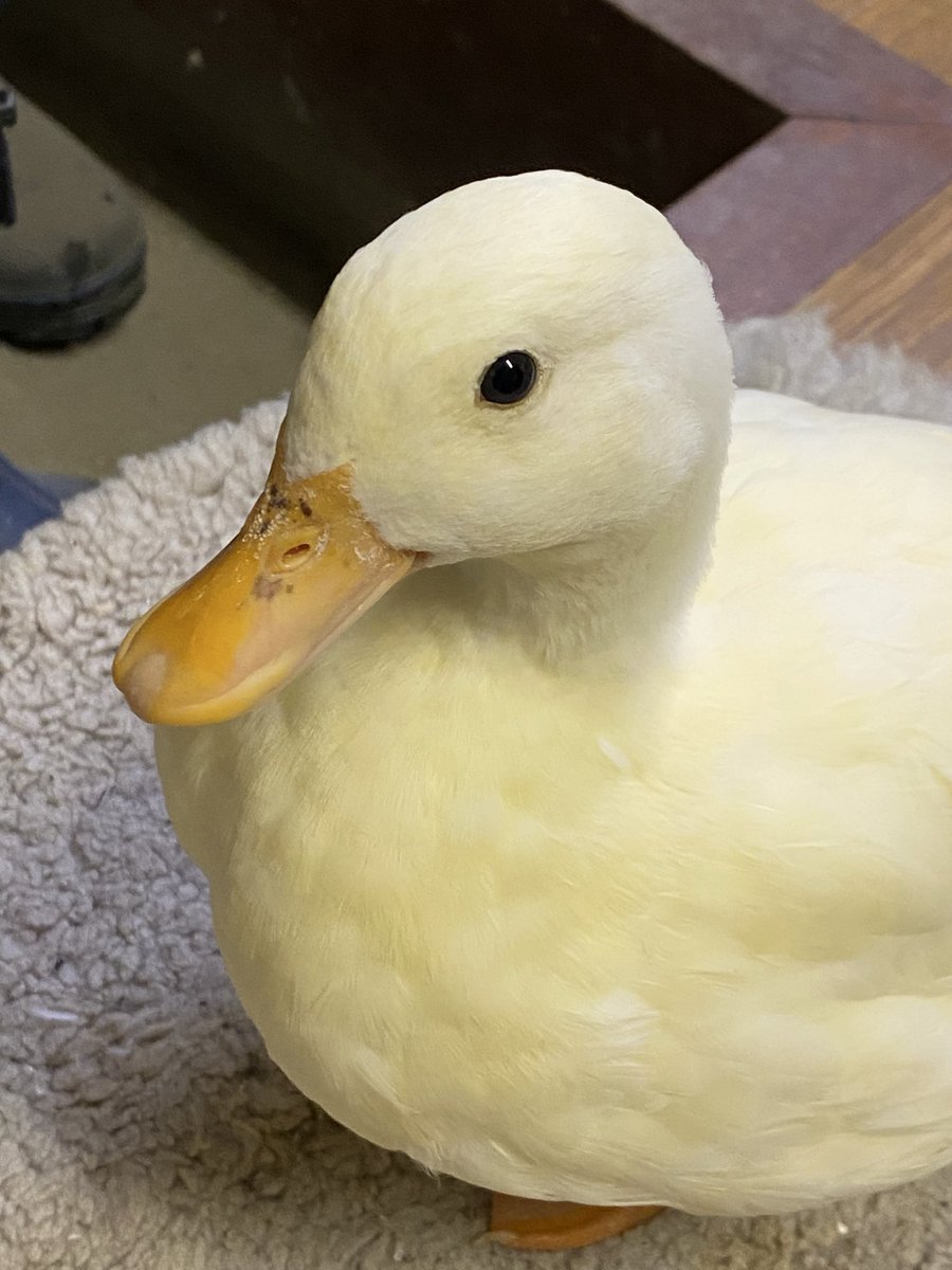 昨日は超あひるの日だったのにツイートし忘れた。