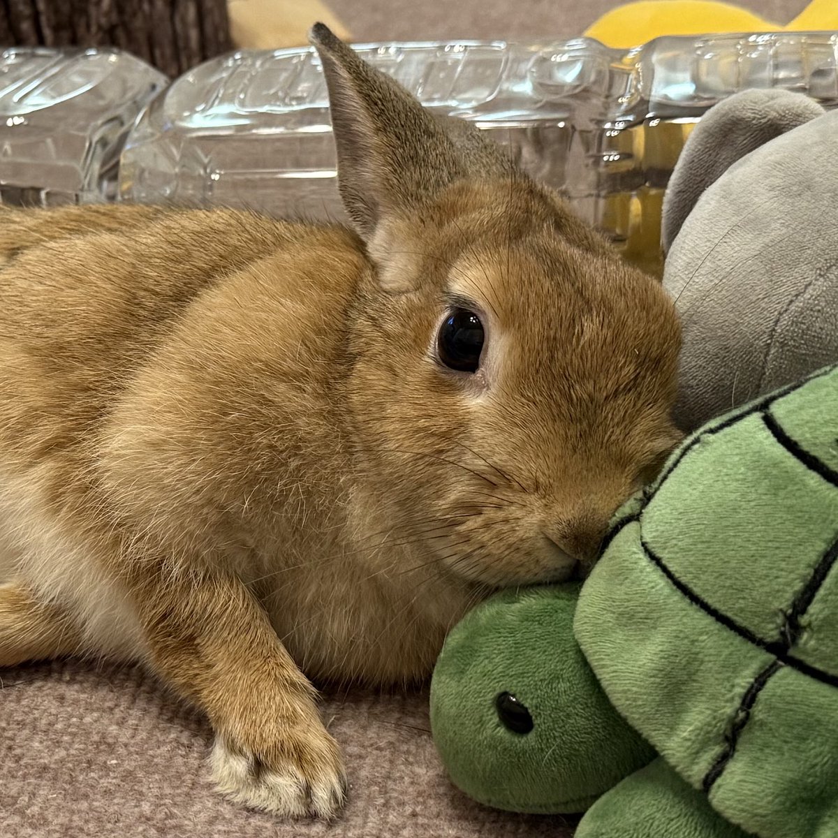 自分のこと可愛いとわかってる #うさぎ