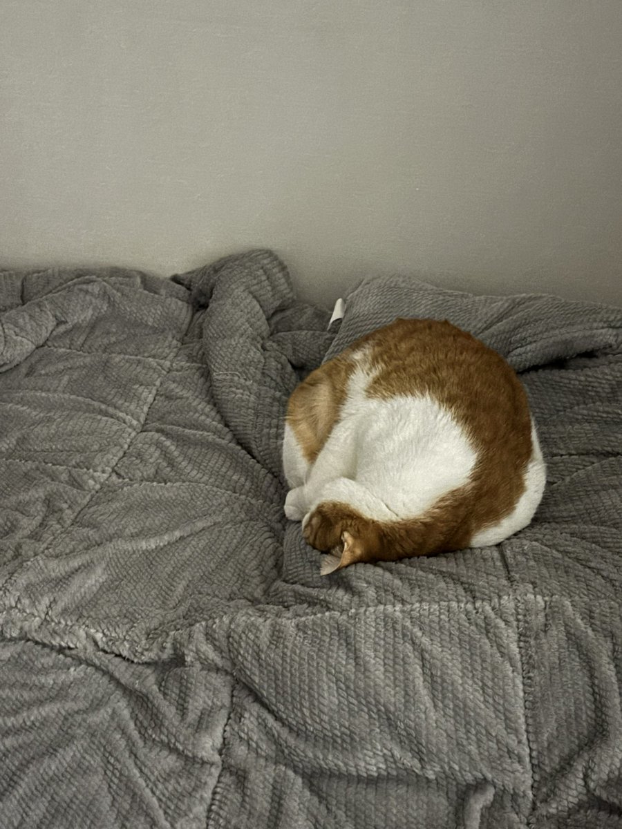 그 넓은 침대에서 제일 푹신한 자리를 찾아..