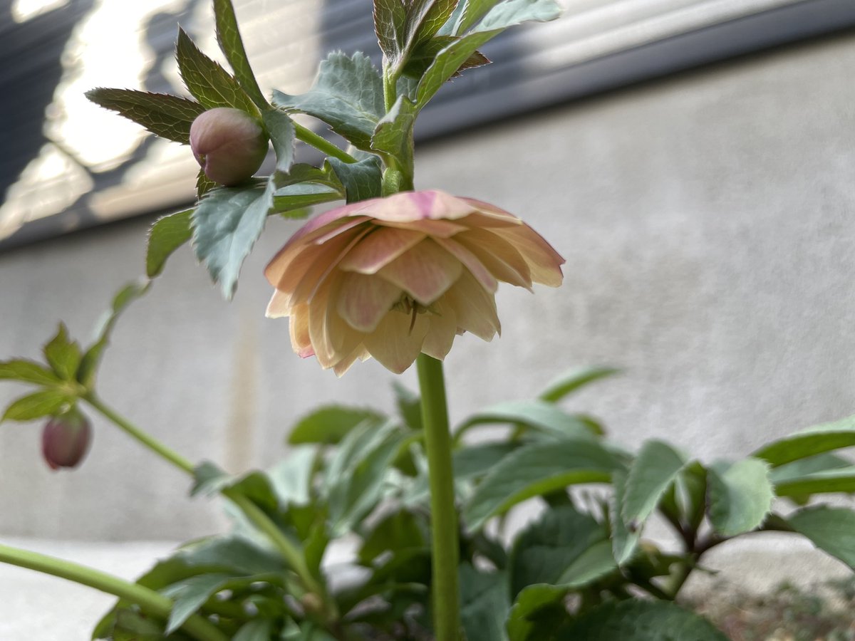 うちのクリスマスローズがやっと咲いた😭 一年越し。 もう一種も蕾が