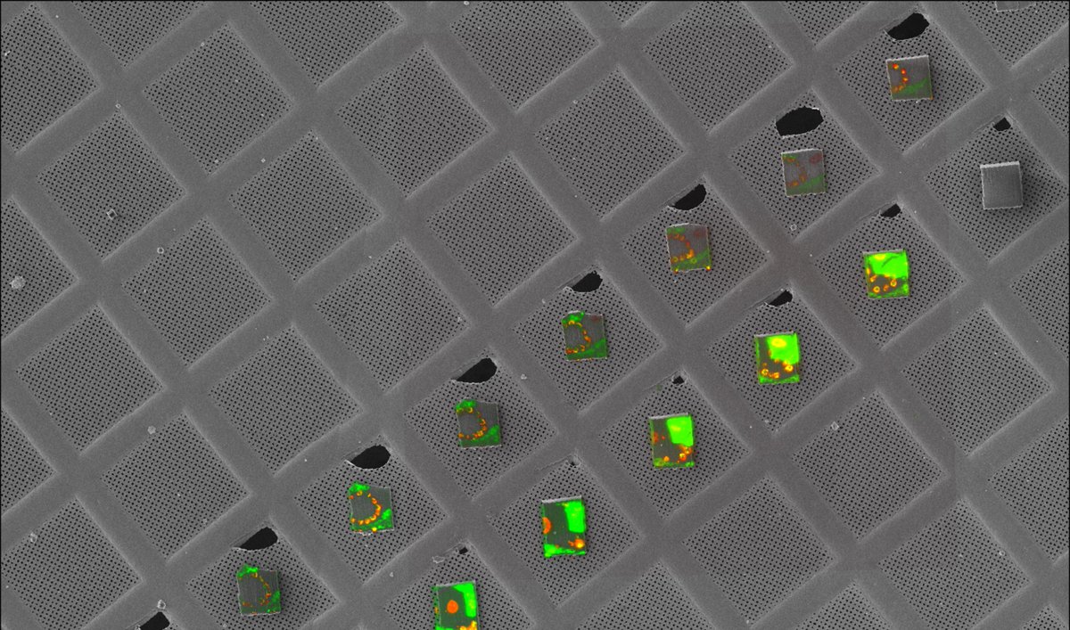 EMBL Imaging Centre tweet media