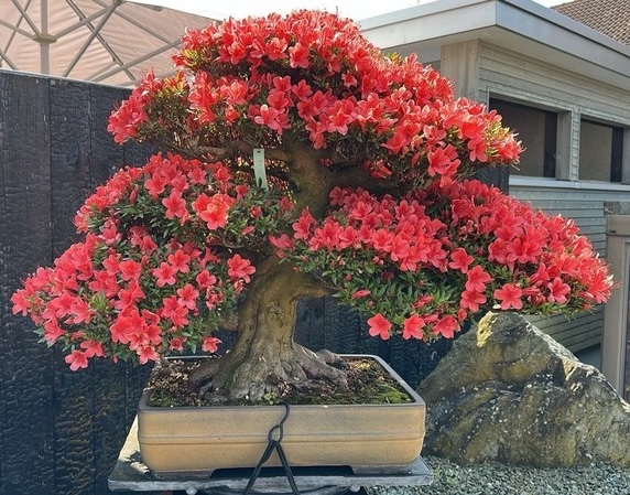bonsaiempire's tweet image. The most liked #bonsai on our "Bonsai Care App" (Social feed). The app now has care calendars for nearly 140 popular tree species! Free download in the app stores: bonsaicare.app