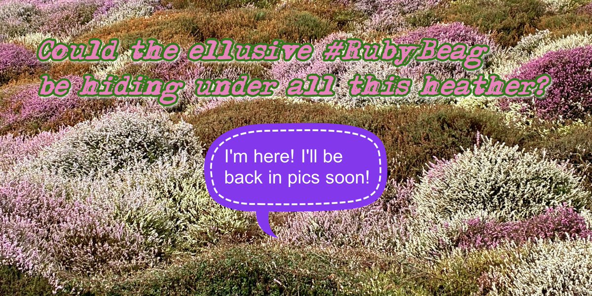 welovedonegal's tweet image. #RubyBeag #Donegal