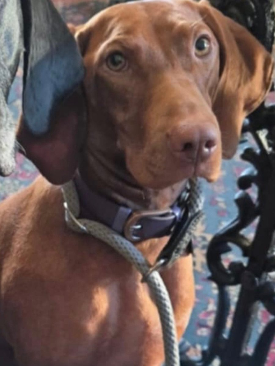 MAVIS &amp;  PENNY  7/2/26 on path nr DOVE VALLEY CENTRE, #buxton #staffordshiremoorlands #SK17 
MAVIS #germanshorthairedpointer black&amp;white scar back right leg/White tip tail./black collar
PENNY - BROWN  #HUNGARIANVIZSLA, PURPLE COLLAR
doglost.co.uk/dog/202115
doglost.co.uk/dog/202171