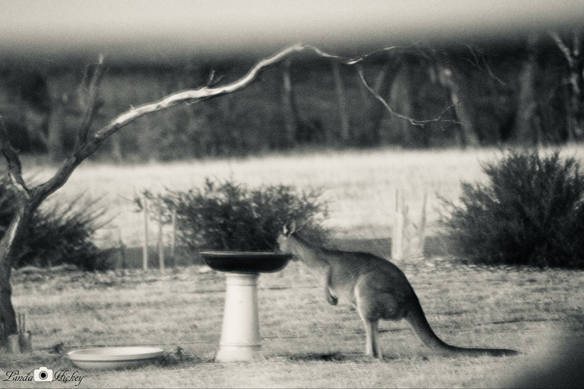 Kangaroos are thirsty
