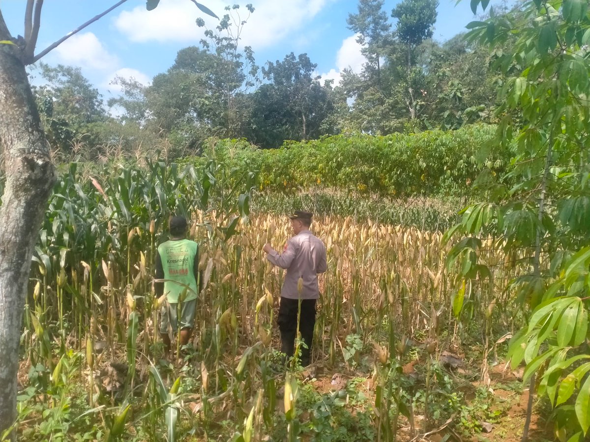KerjoPolres's tweet photo. Cek Tanaman 🌽 Jagung yg akan panen
#SWASEMBADAPANGAN
#KETAHANANPANGAN
#POLDAJATENG
#POLRESKARANGANYAR
#POLSEKKERJO
KABUPATENKARANGANYAR
JAWATENGAH https://t.co/DKcsFwfnIV