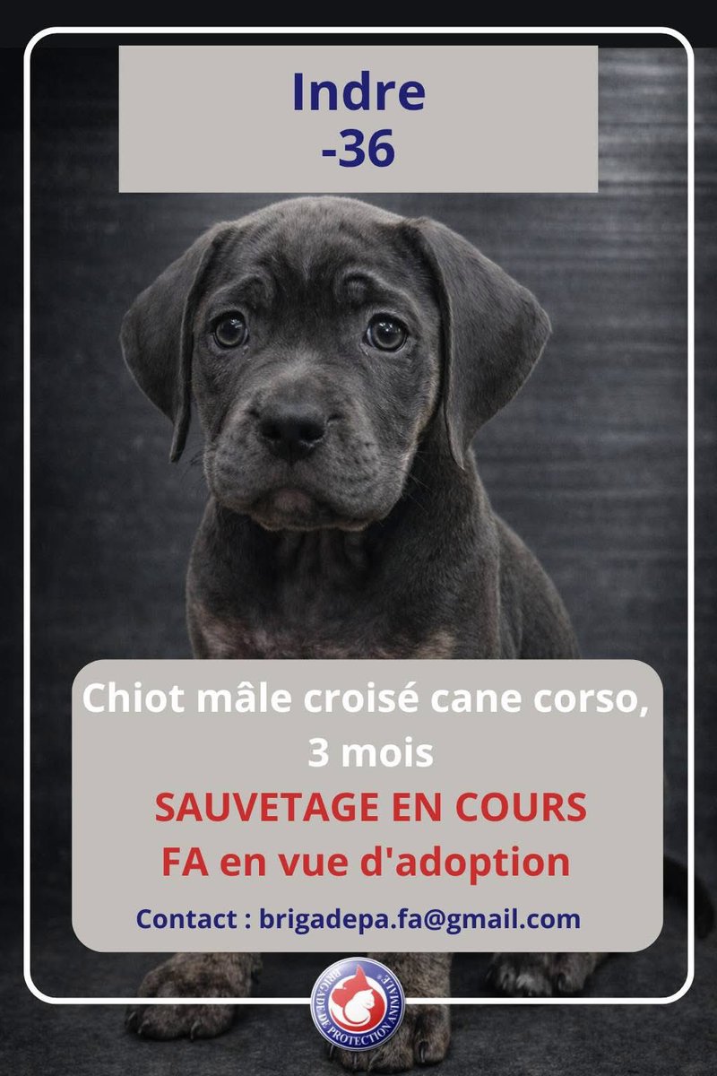 🚨 URGENCES À LA CHAÎNE – BESOIN DE FAMILLES D’ACCUEIL (36-51-67-71 ou départements limitrophes)🚨

Les sauvetages et les urgences s’enchaînent.
Nous avons besoin de solutions immédiatement.

👉 Sans familles d’accueil, nous ne pourrons pas poursuivre les prises en charge.