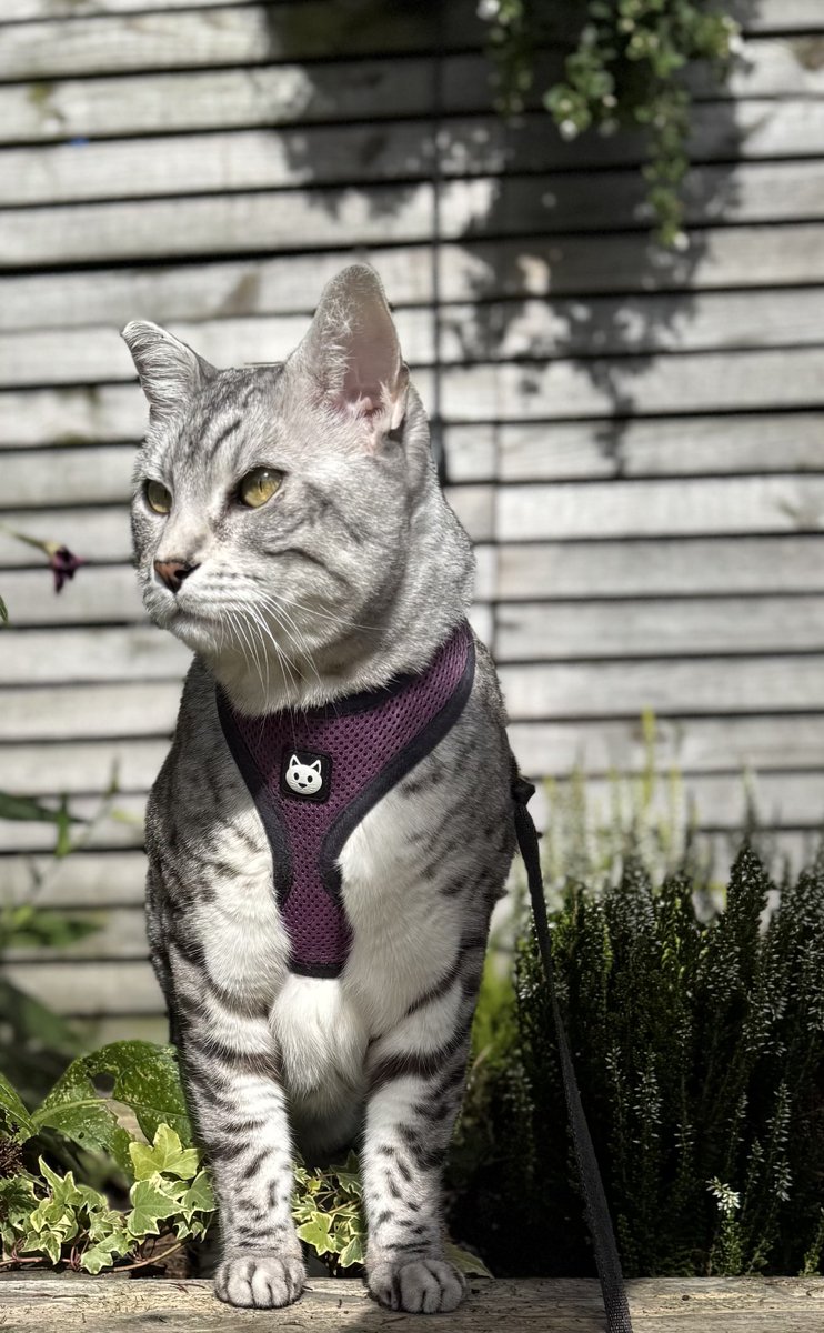 El Niño tweet media