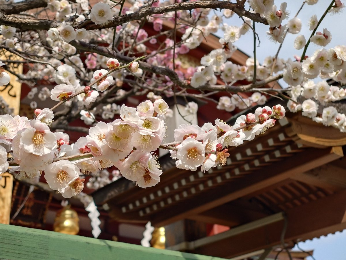 anzunago3's tweet photo. お花見 https://t.co/3erQrkVz7t