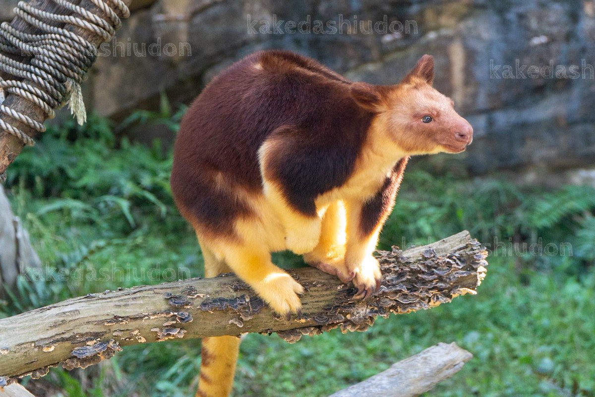 kakedashiudon's tweet image. 横浜に住むべき理由ってそんなの「自分が払った市民税でズーラシア・野毛山動物園・金沢動物園のいきものたちが支えられる」って一点に決まってるでしょうが