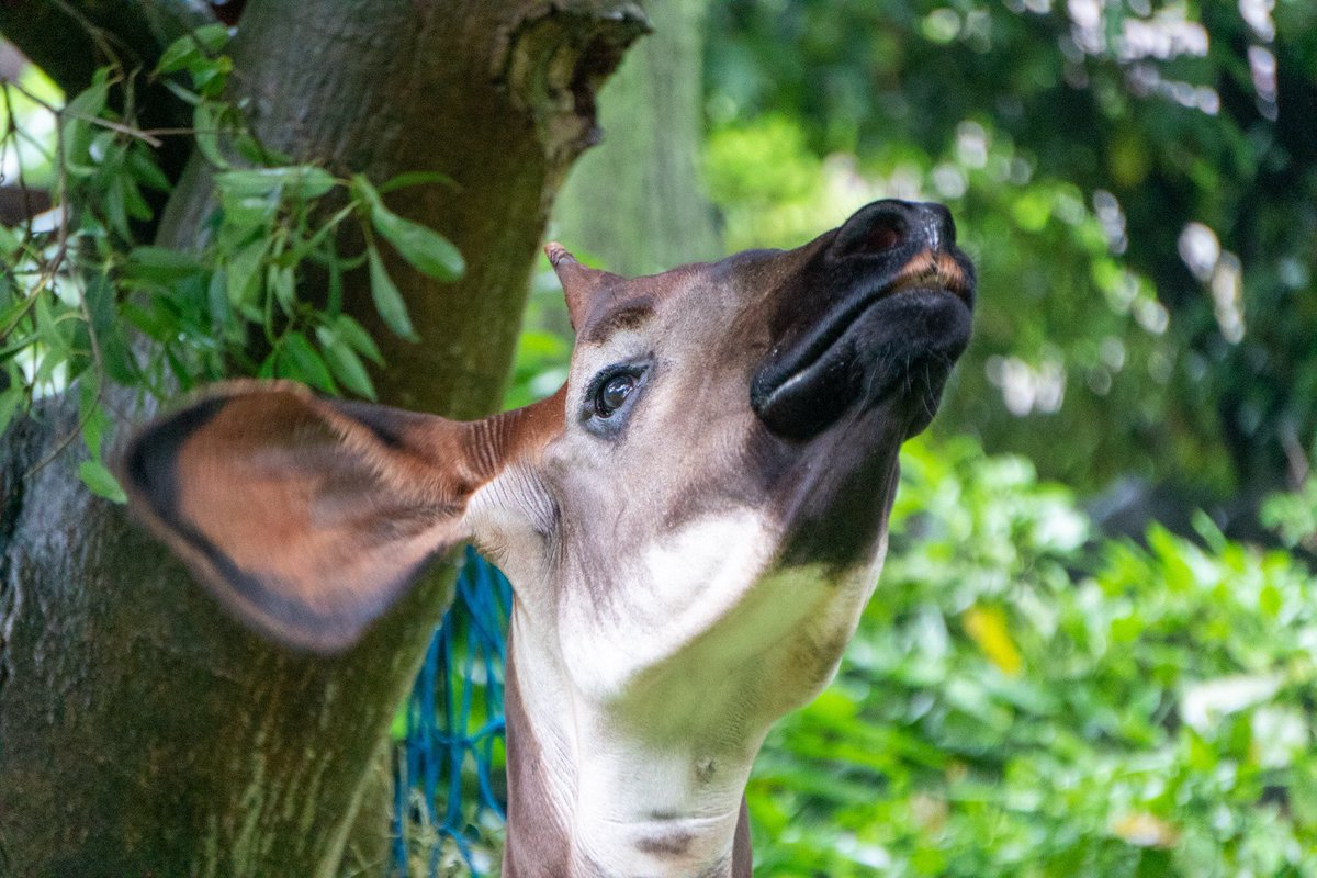 kakedashiudon's tweet image. 横浜に住むべき理由ってそんなの「自分が払った市民税でズーラシア・野毛山動物園・金沢動物園のいきものたちが支えられる」って一点に決まってるでしょうが