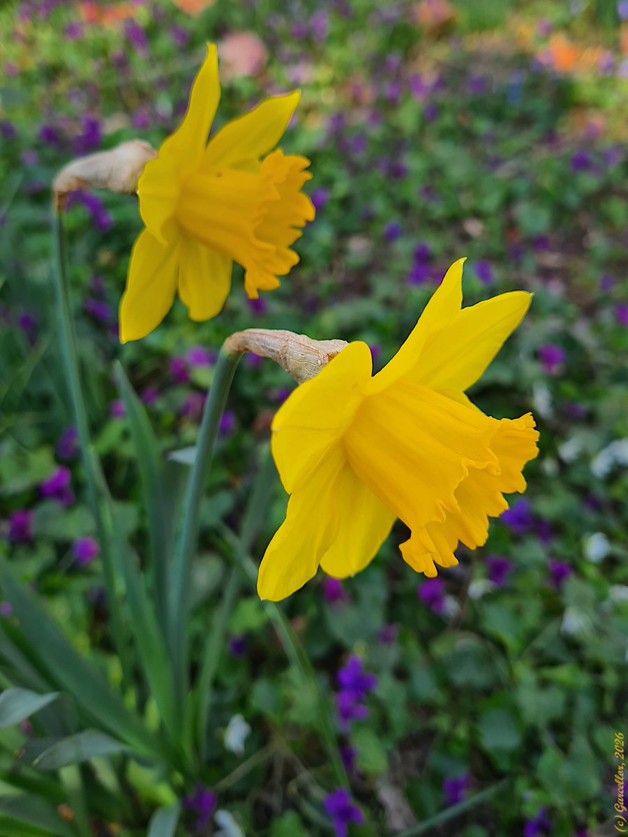 LorenzoGarciaCe's tweet image. Narcissus sp. (pos. Narcissus pseudonarcissus) - Narciso trompeta. Narciso amarillo. El Capricho, Madrid, España. Febrero de 2026. 

#garcellor #narcissus #narcissuspseudonarcissus #narciso #narcisoamarillo #narcisotrompeta #elcapricho #floresdeinvierno #fotosconmovil