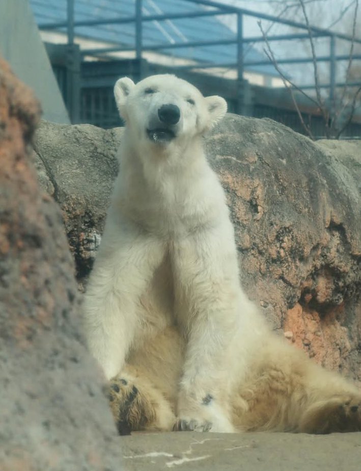 クッキーちゃんです(ᵔᴥᵔ)
お魚タイム頑張っていました。
皆んなが頑張れって応援してました📣
(カラスやサギが横取りにくるので💦)
終わったら見えない場所に行ってしまいました。
好きな様に好きな場所でゆっくり
過ごしてね🍀

#のんほいパーク　#豊橋動植物園　#ホッキョクグマ