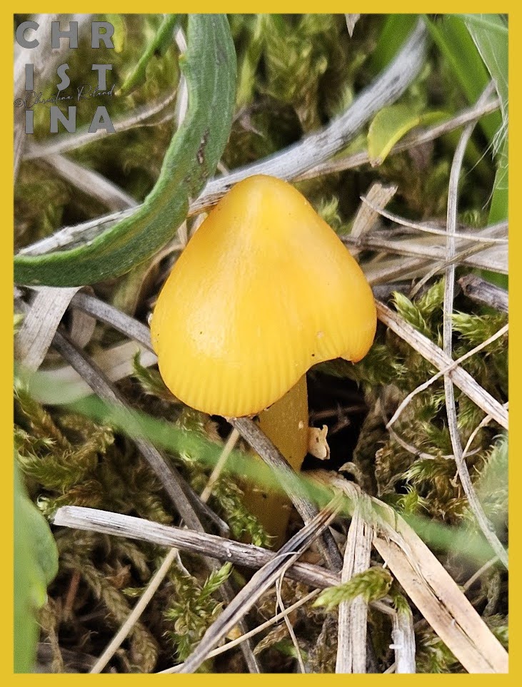ChrRoland's tweet photo. KleurInDeNatuur ππΈ #dag23 #Goudgeel rgb 230,195,045 #ColorInNature #day23 #GoldenYellow Deze puntmutswaaplaat viel op, ook al is het een piepkleine paddenstoel. Naast een oud schelpenpad in schraal grasland is deze soort ook nog eens kalkminnende. #FingiFriends https://t.co/hWlfj4teLM