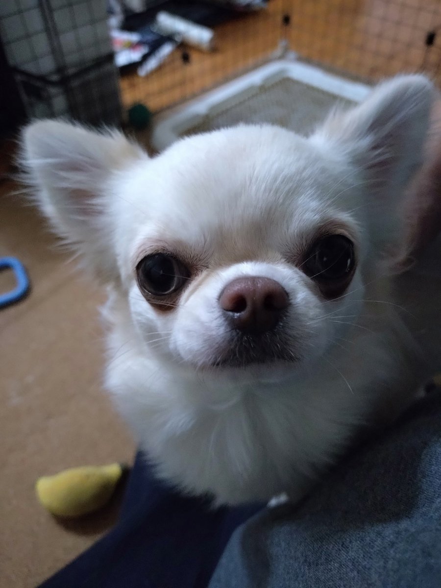 watayumak's tweet photo. りむちゃんの抜け毛のためにエアドッグ買ったけど役にたってるかどうかはまだわからない(笑)

#チワワ https://t.co/cdBSDWzAa8