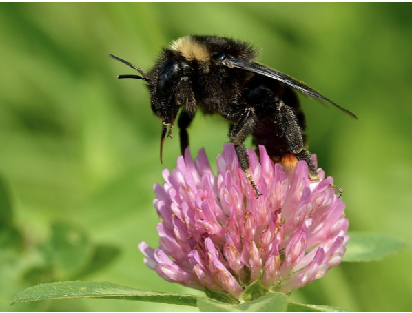 Pollinators tweet media