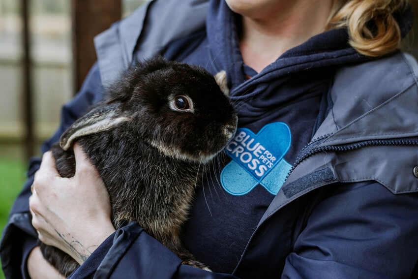 Blue Cross Stream Team🔜 Dreamhack Birmingham tweet media