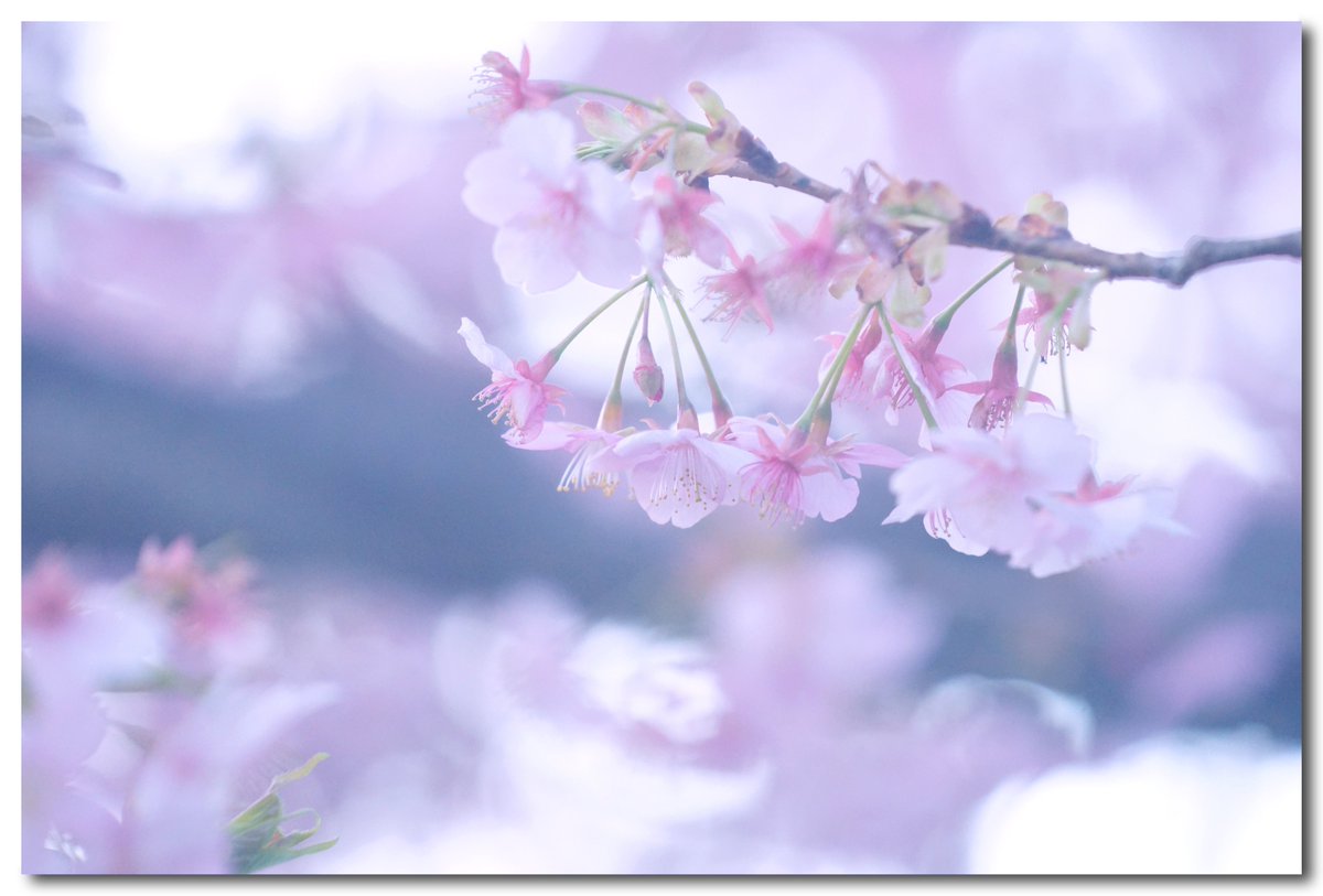 PaPaPhoto (@papa881photo) / Posts / X