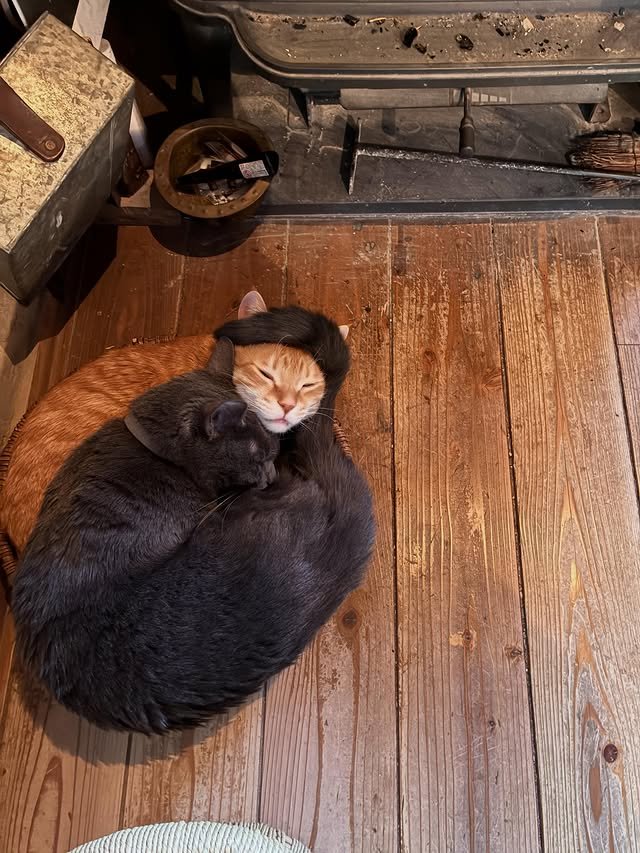 Miaw (@miaw) on Twitter photo 