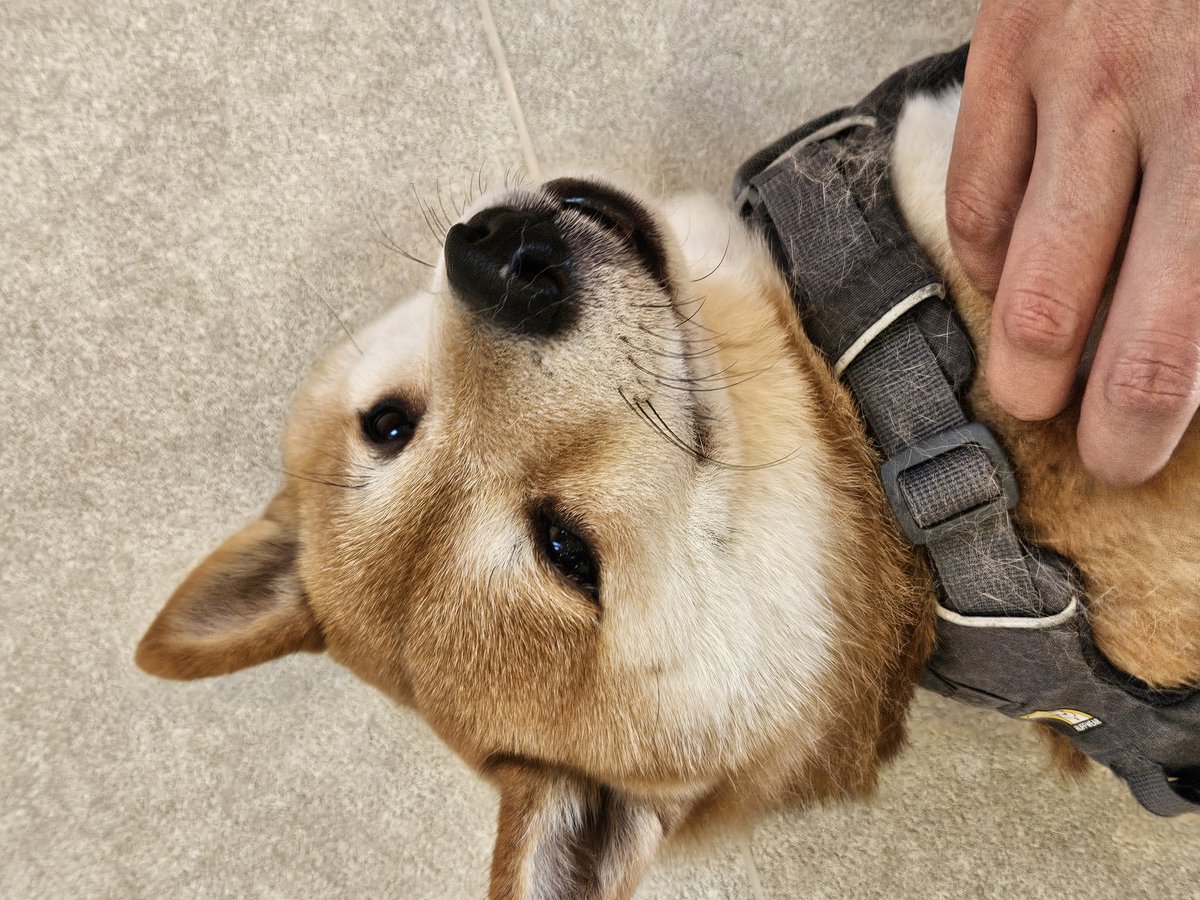 Tok_kun_'s tweet photo. しんちゃん🥰
誰が撫でても ぅー って言わなかった

わたしもなでなでできました💕︎

 #マイクロティーカップカフェ https://t.co/PwCPzkBb2h