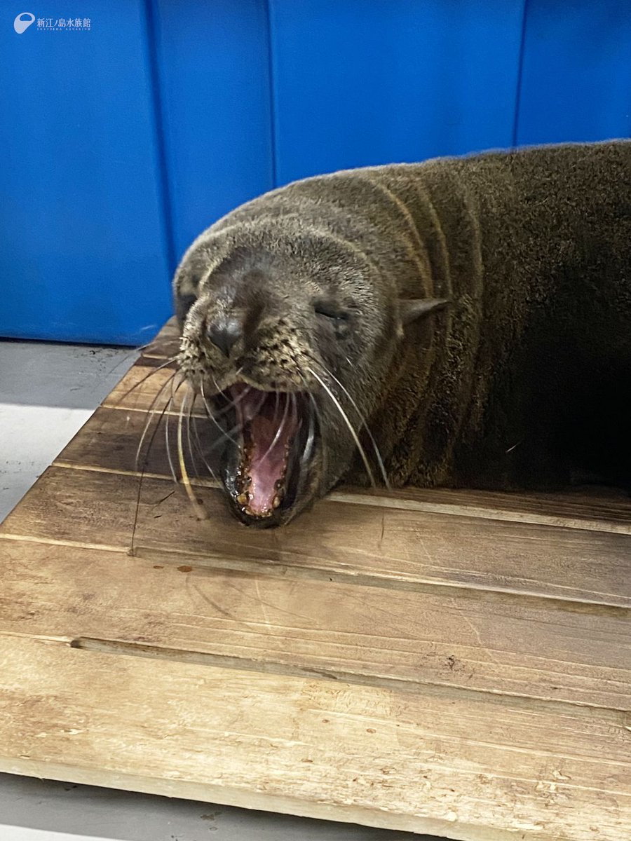 きのうの朝8時の
ミナミアメリカオットセイ「アトム」

まだまだ眠そうで、あくびをしていました

夜の間に毛が乾き、朝は全身もこもこです☀️