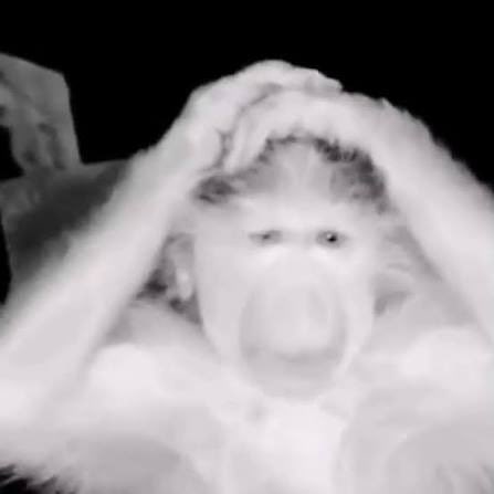 Mahmoud Halawani tweet media