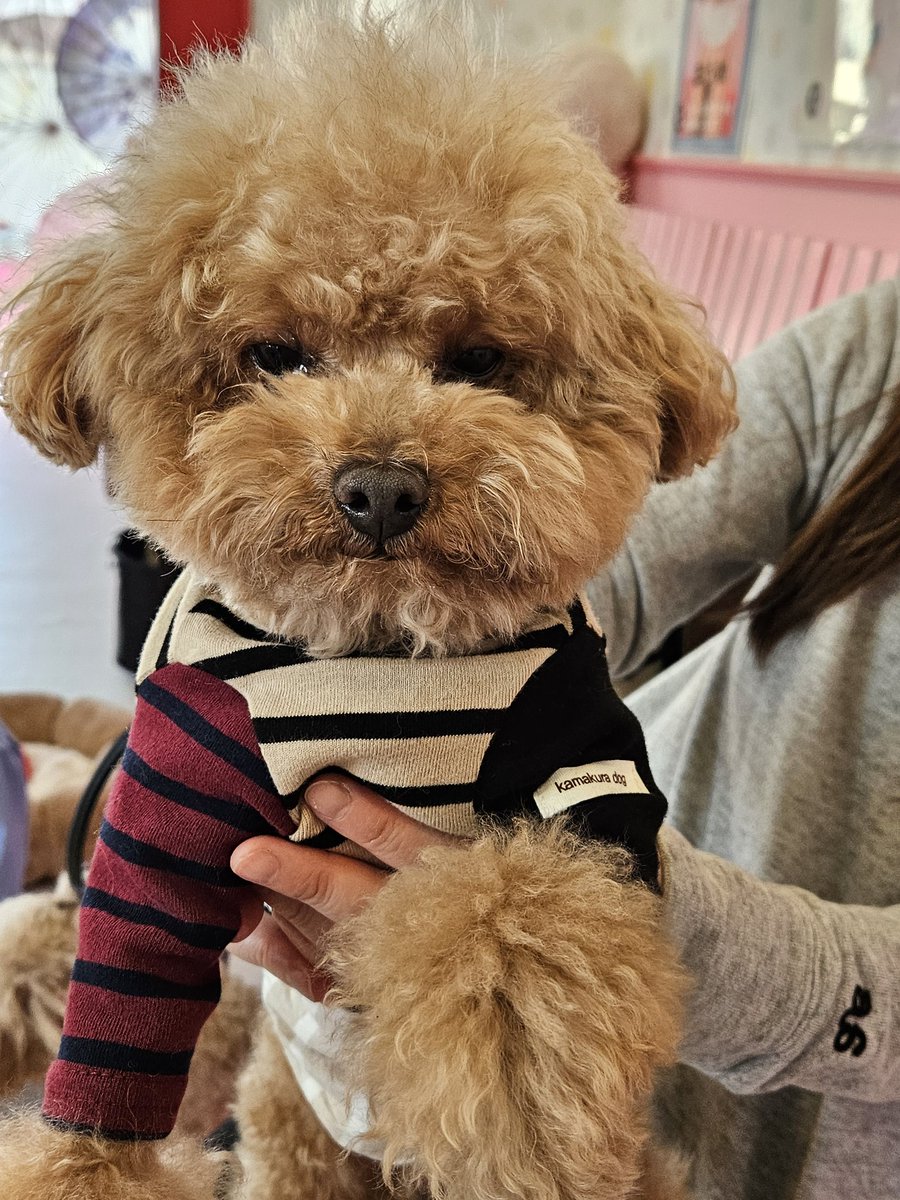 Tok_kun_'s tweet photo. ゆうじくん😍

調子が良くなかったのか嘔吐…

よく吐く子だけどやっぱり心配になるよね

 #マイクロティーカップカフェ https://t.co/TX4Zib2u4g
