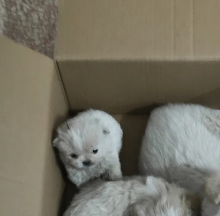 bungerkeds_'s tweet image. เหมินคัยน้อ