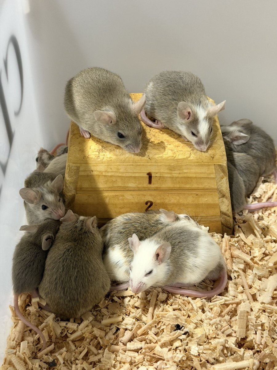 CLEAN RATS (@CLEANRATS) / Posts / X