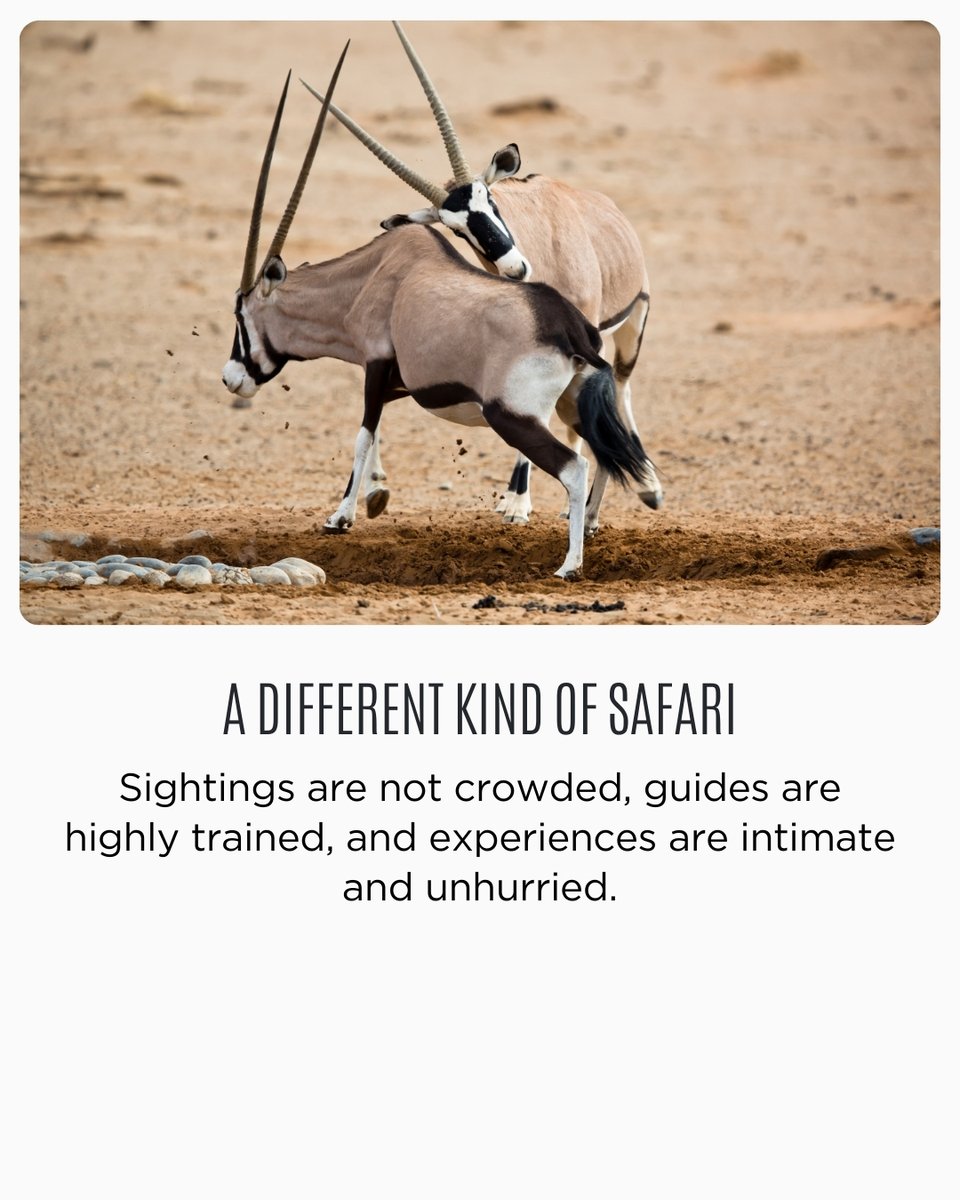 AfricanTravelCo's tweet photo. A journey through Namibia reveals ever-changing landscapes and experiences.

→ Discover Namibia through a thoughtfully paced safari journey.

#travelwithatc #africantravelconcept #atc #namibia https://t.co/910QN4Ft12