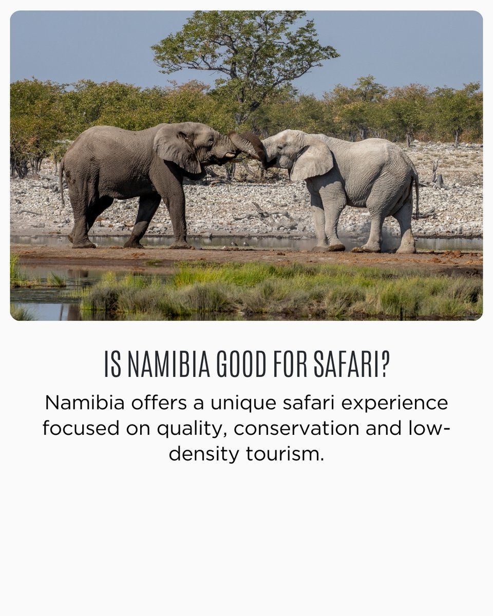 AfricanTravelCo's tweet photo. A journey through Namibia reveals ever-changing landscapes and experiences.

→ Discover Namibia through a thoughtfully paced safari journey.

#travelwithatc #africantravelconcept #atc #namibia https://t.co/910QN4Ft12