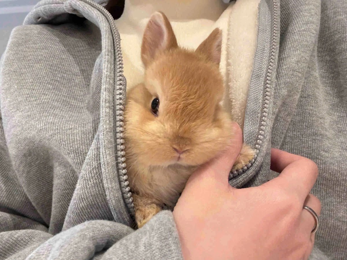 Why you should have a rabbit (@shouldhaverabit) on Twitter photo 