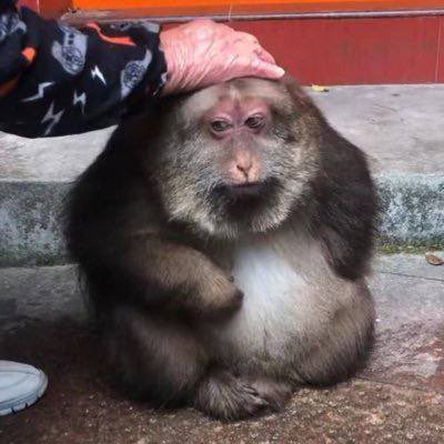 $xingxing is literally as famous as $punch and the original social media monkey.