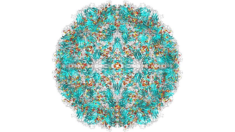 AgenciaFAPESP's tweet image. #Vírus do resfriado se ‘esconde’ e se multiplica nas amígdalas e adenoides mesmo em pessoas sem sintomas. Estudo feito na #USP mostra que o patógeno pode persistir por longos períodos nesses tecidos, ser transmitido de forma insuspeita e gerar novos surtos agencia.fapesp.br/57226