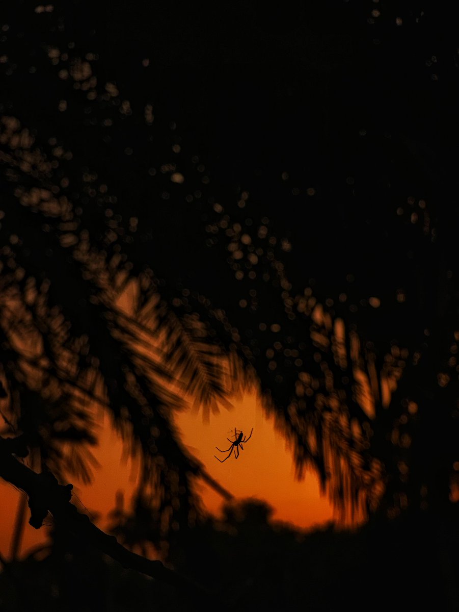 kalyan_veeru's tweet photo. Even in the dark, there's a golden light

Shoton @oneplus Powered by  @Snapdragon

#ShotonOnePlus #ShotOnSnapdragon 
#SunsetPhotography #NatureLovers #ProMode Silhouette SpiderWeb GoldenHour 

@Snapdragon_IN @OnePlus_IN https://t.co/K3UQGmwALC