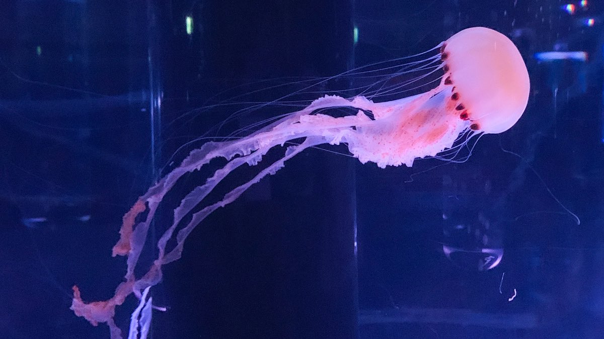 箱舟こみち/次は九州ティア tweet media