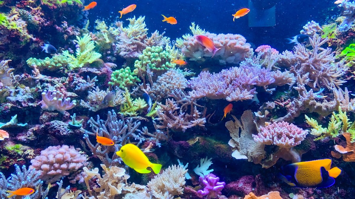 箱舟こみち/次は九州ティア tweet media