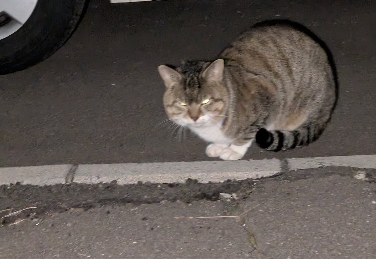cho_tokkyu09's tweet photo. 函館の人見町、金堀町、的場町、時任町らへんで迷子猫らしきこいるんですが、情報ありませんか？
TNRを視野にいれご飯あげたら首輪に気づきました。
黄色い首輪してます。夜なのできちんと写真撮れてません。
比較的近づいても逃げません。
捕獲しようとしましたが逃げてしまいました。
#函館
#迷子猫 https://t.co/lok21mqXqF